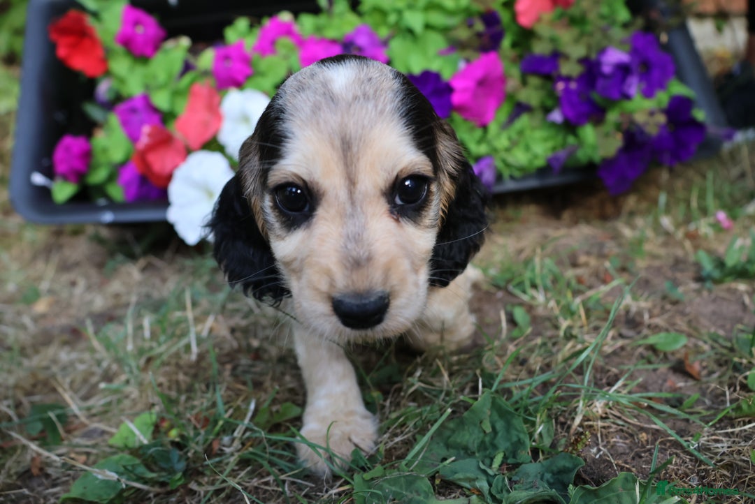 Cocker Spaniel dogs for sale: Family raised champion cocker REDUCED AND READY - Image 11