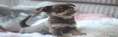 Chihuahua 2