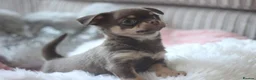 Chihuahua dogs for sale: OUTSTANDING QUALITY KC REG CHIHUAHUA PUPPIES 🐶🤎 - Advert 7