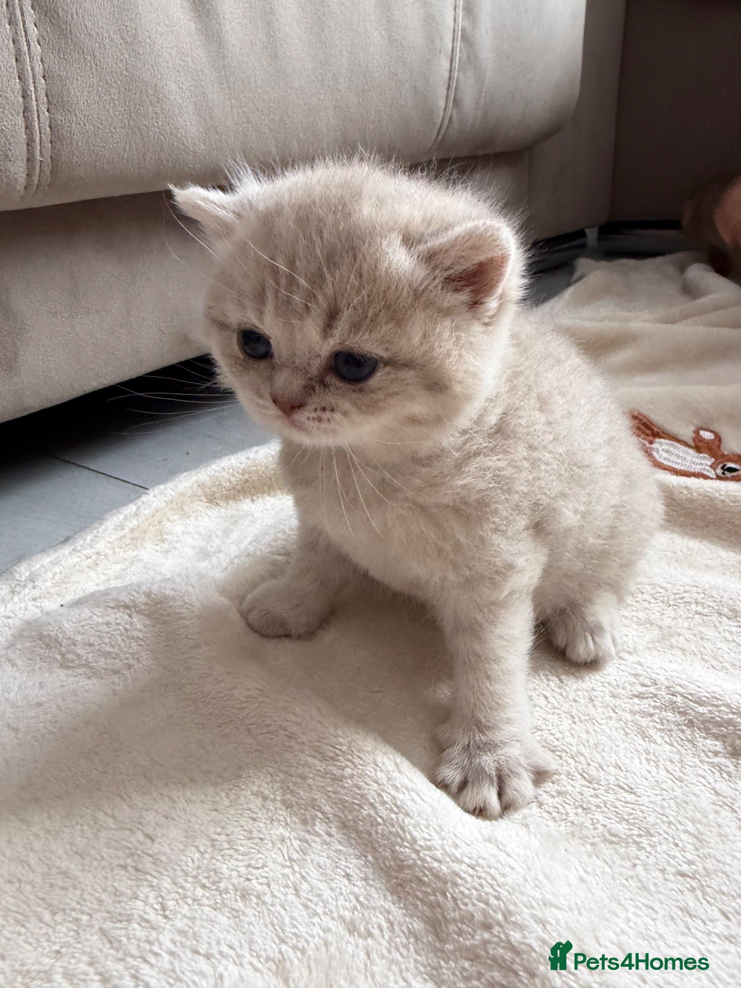 Scottish Fold cats Exceptional litter of Scottish fold/ straight😍😍 - Advert 2