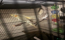 Cockatiels birds for sale: Cockatiels  - Image 2