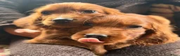 Irish Setter dogs for sale: TWO BOYS AVAILABLE READY TO LEAVE - Advert 20