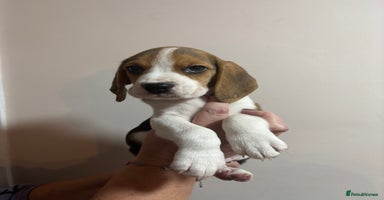 Beagle dogs KC Beagle Puppies ready now  - Advert 14
