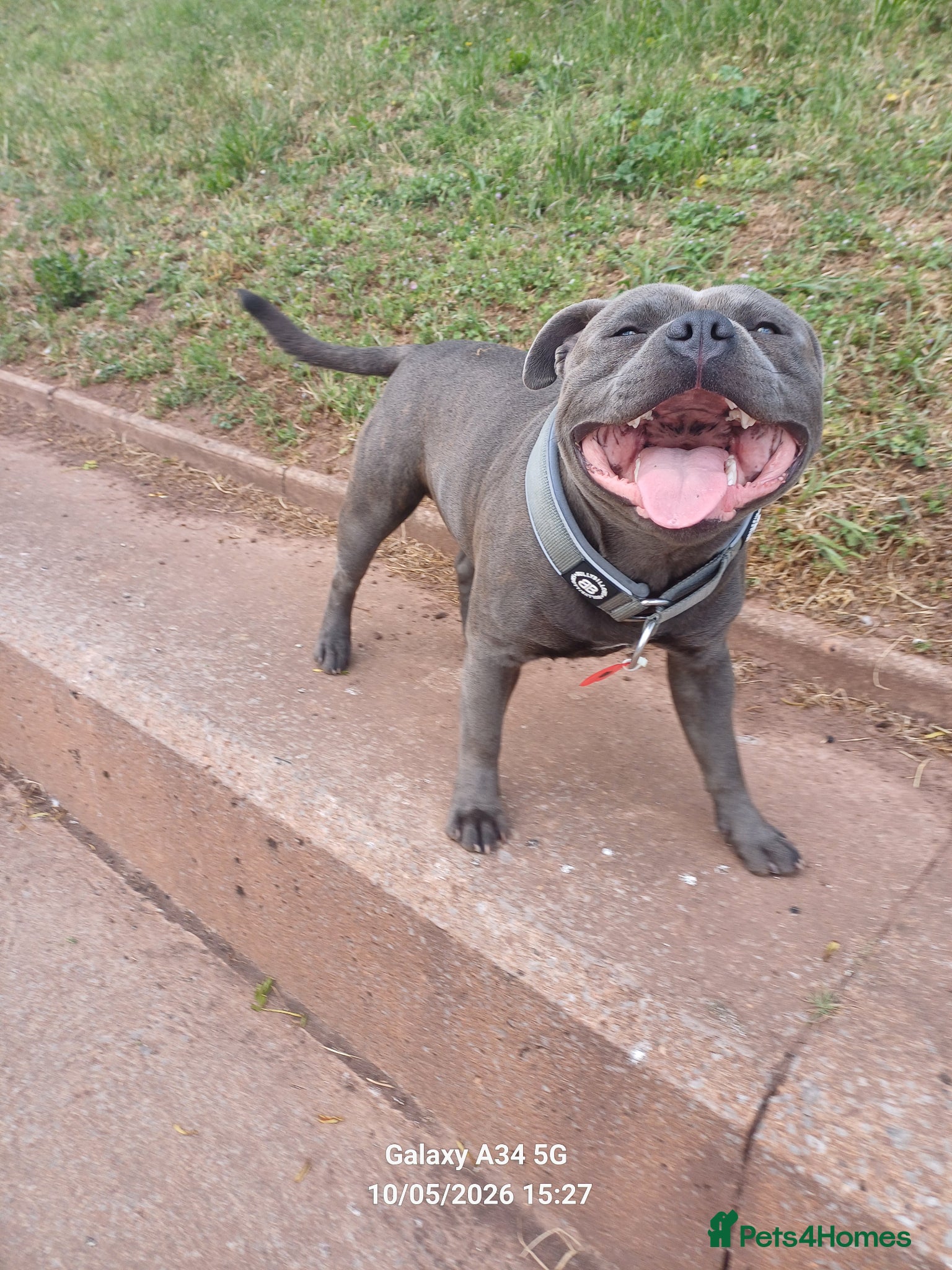 Staffordshire Bull Terrier dogs for stud: Stunning staffy for stud. Fully kc handsome lad - Advert 1