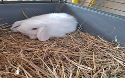 Mini Lop rabbits for sale: 3 lovely mini lop ear bunnies - Image 5