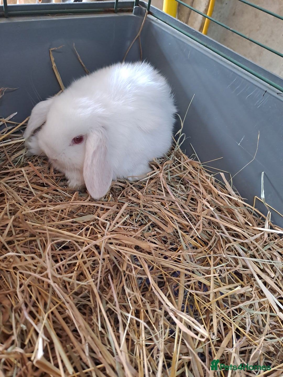 Mini Lop rabbits for sale: 3 lovely mini lop ear bunnies - Image 5