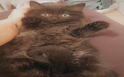 British Longhair cats for sale: British longhair male kitten - Advert 2