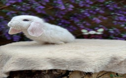 Mini Lop rabbits for sale: Mini lop sibling pair  - Image 17