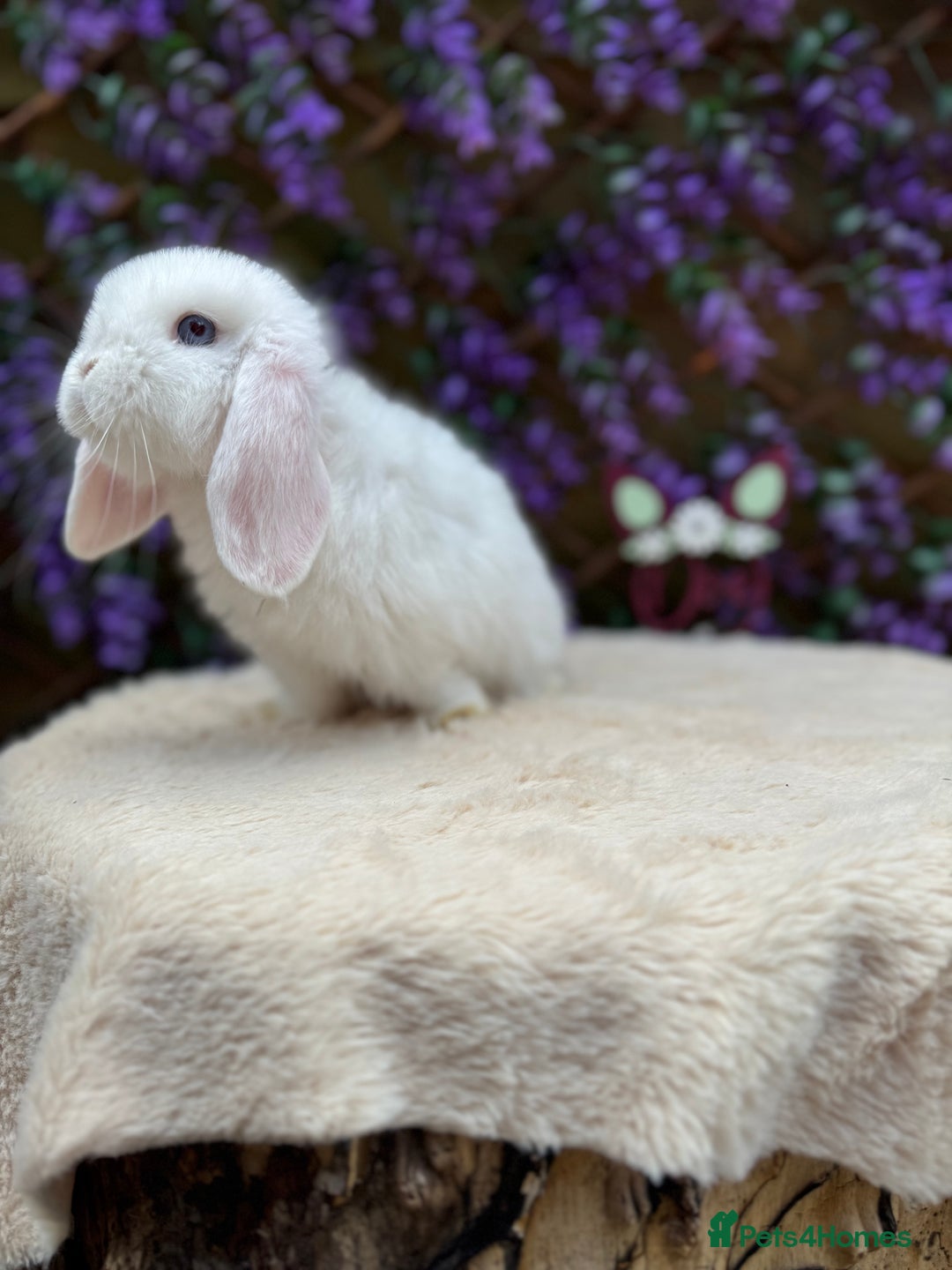 Mini Lop rabbits for sale: Mini lop sibling pair  - Image 17