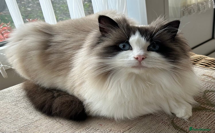 Ragdoll cats - Advert 1