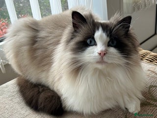 Ragdoll cats for sale - Advert 1
