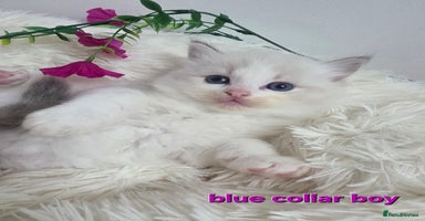 Ragdoll cats 💕GCCF registered ragdoll kittens💕 - Advert 12