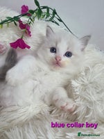 Ragdoll cats 💕GCCF registered ragdoll kittens💕 - Advert 12