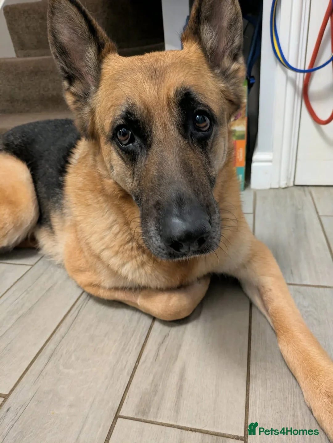 German Shepherd dogs for adoption: Amy - Stowmarket Suffolk  in Stowmarket - Advert 2