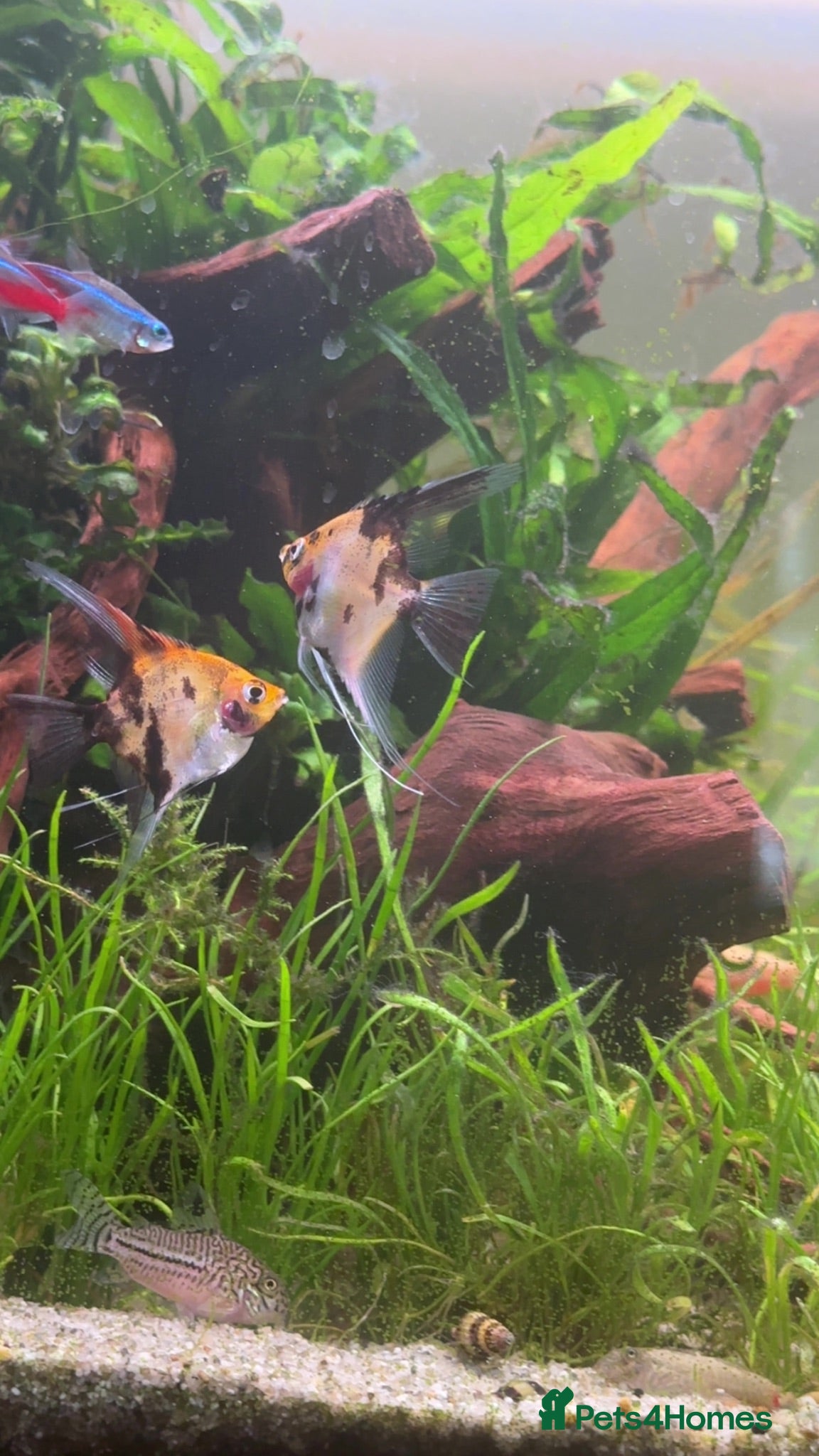 Angelfish fish 3 Koi Angelfish - Advert 2