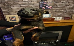 Rottweiler dogs for sale: Lewis Ballington - Image 5