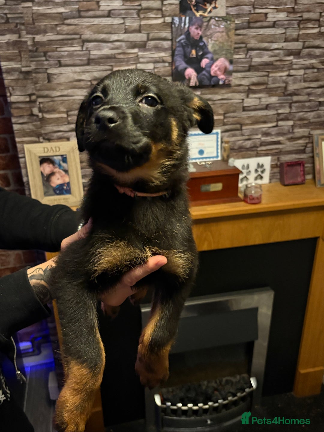 Rottweiler dogs for sale: Lewis Ballington - Image 5