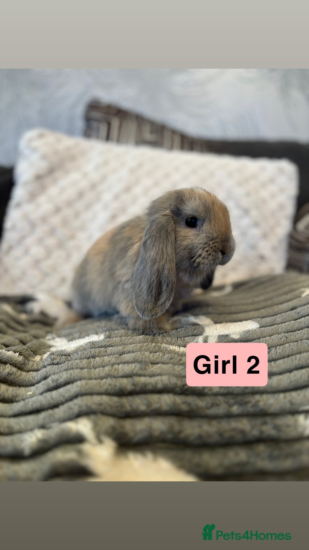 Mini Lop rabbits for sale: 4 Gorgeous Holland Lops😍 - Image 5
