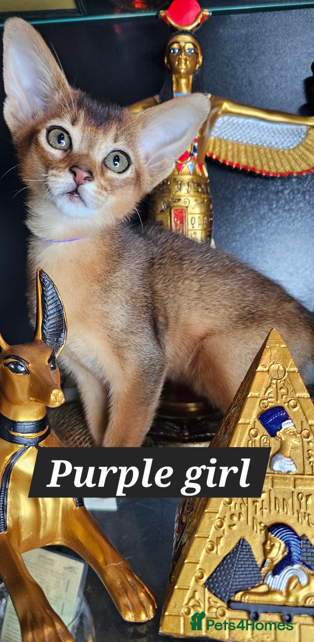 Abyssinian cats for sale: 4 Abyssinian kittens for sale - Advert 18