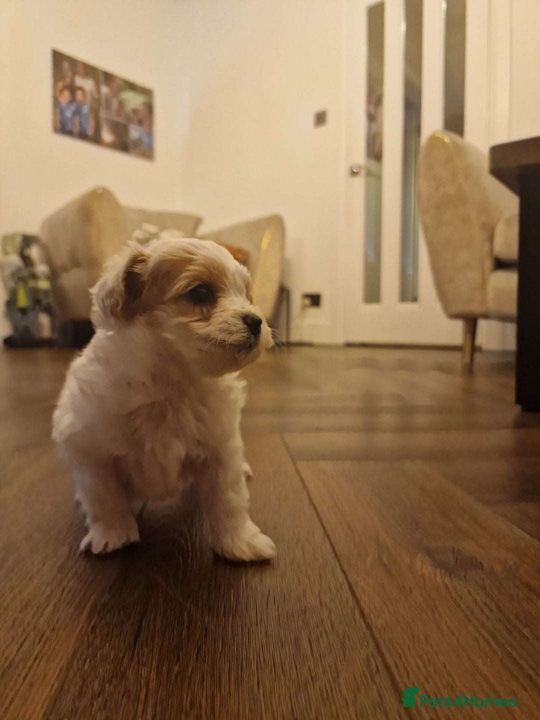 Maltipoo dogs for sale: Minnies maltipoos  - Image 14