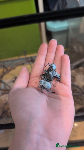 Gallery Image {{count}}