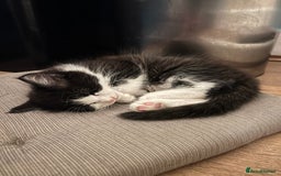 Mixed Breed cats for sale: Cuddly Kittens  - Image 14