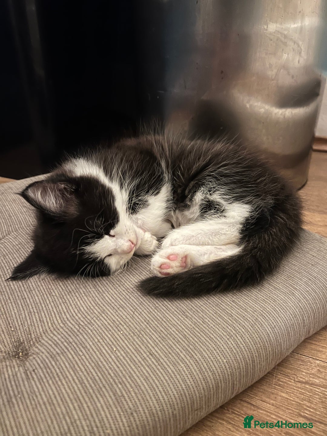 Mixed Breed cats for sale: Cuddly Kittens  - Image 14