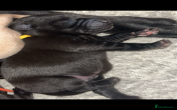 Labrador Retriever dogs for sale: KC Labrador pups - Image 11