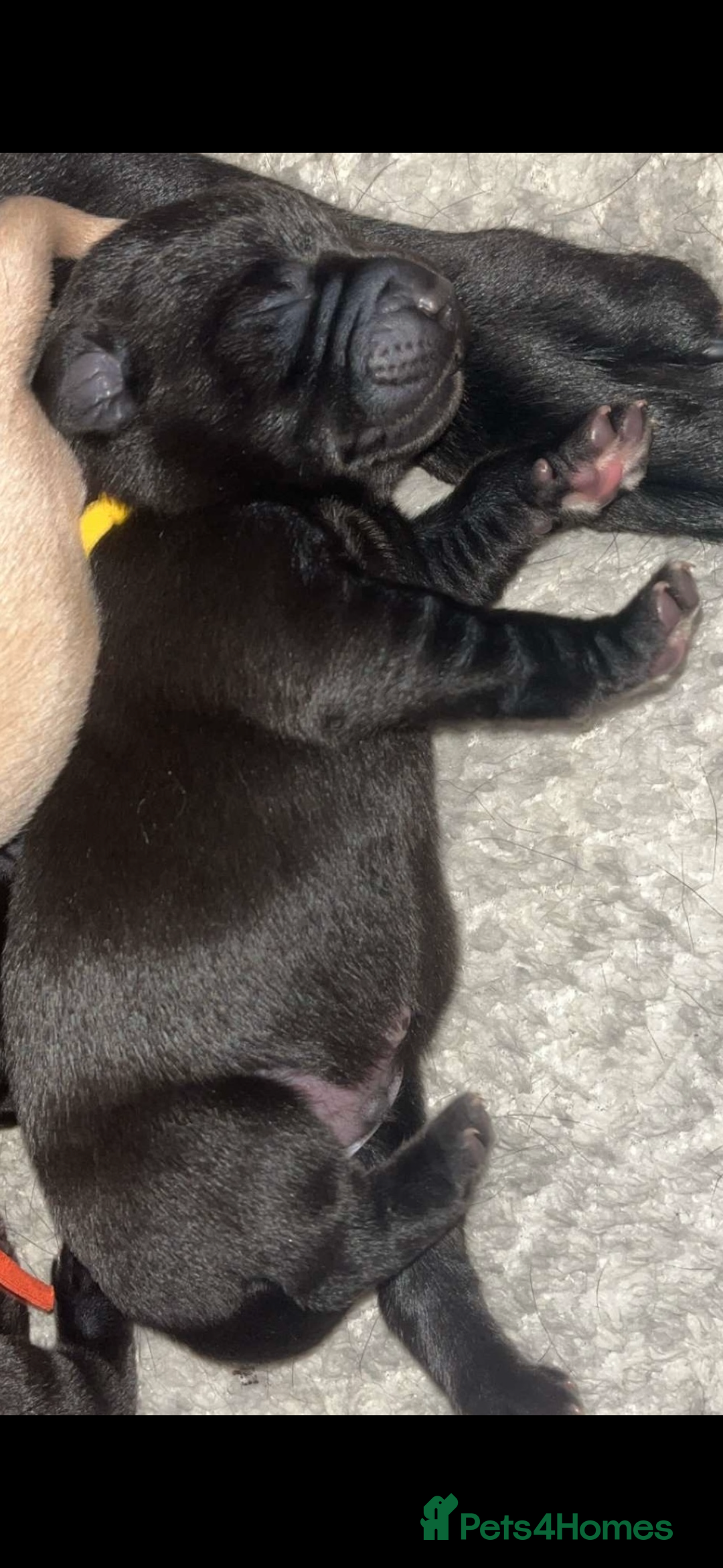 Labrador Retriever dogs for sale: KC Labrador pups - Image 11