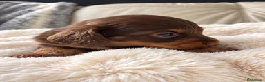 Chocolate & tan pointed Male 