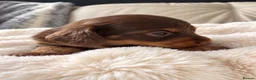 Miniature Dachshund dogs for sale: Exquisite mini L/H chocolate/cream 5* licensed  - Advert 4