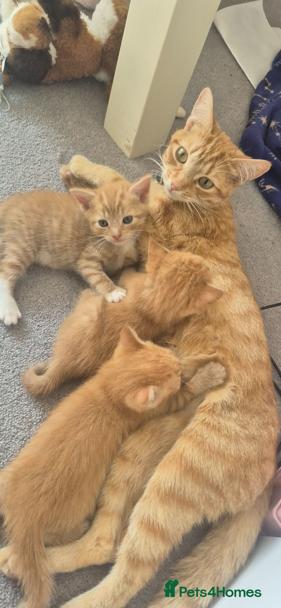 Mixed Breed cats Kittens  - Advert 5