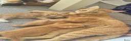 Mixed Breed cats for sale: Kittens  - Advert 1