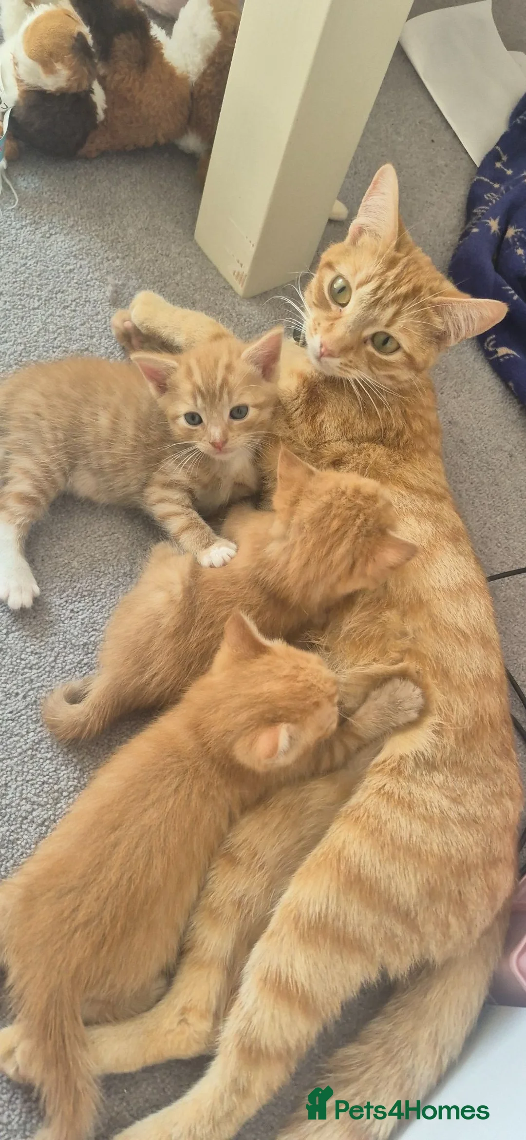 Mixed Breed cats for sale: Kittens  - Advert 1