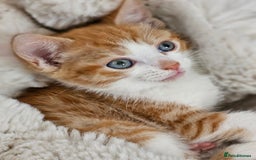 British Shorthair cats for sale: Ginger tabby cat - Image 2