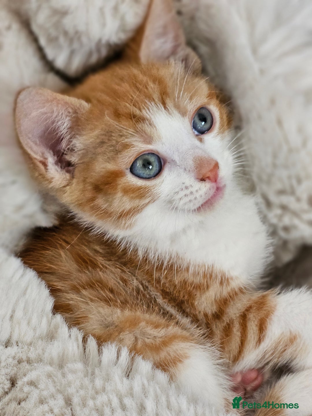 British Shorthair cats for sale: Ginger tabby cat - Image 2