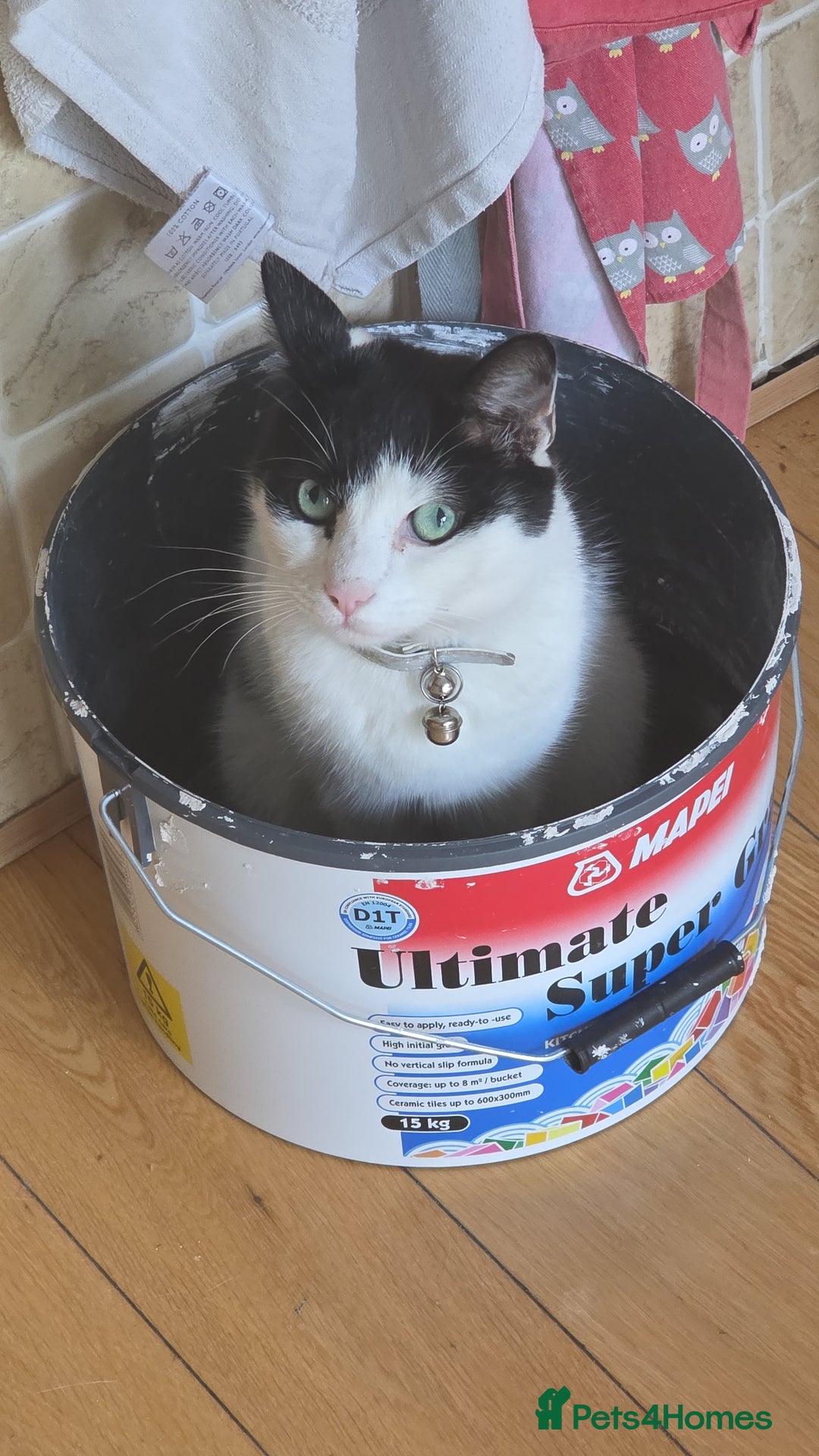 Domestic Shorthair cats for sale: Sevren - Advert 2