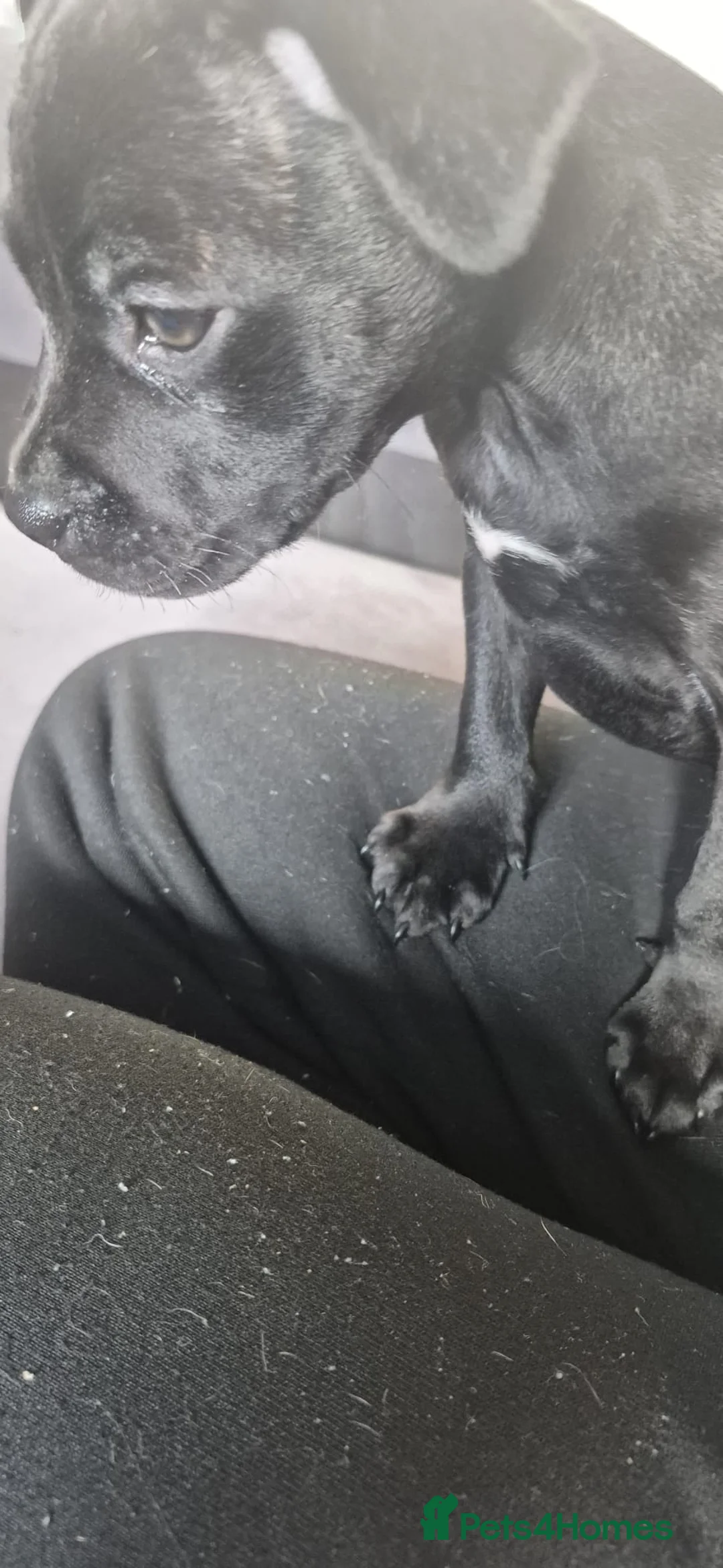 Mixed Breed dogs for sale: Mix breed  - Advert 2