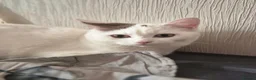 Munchkin cats for sale: Beautiful long legs Munchkin×BSH kittens  - Advert 2