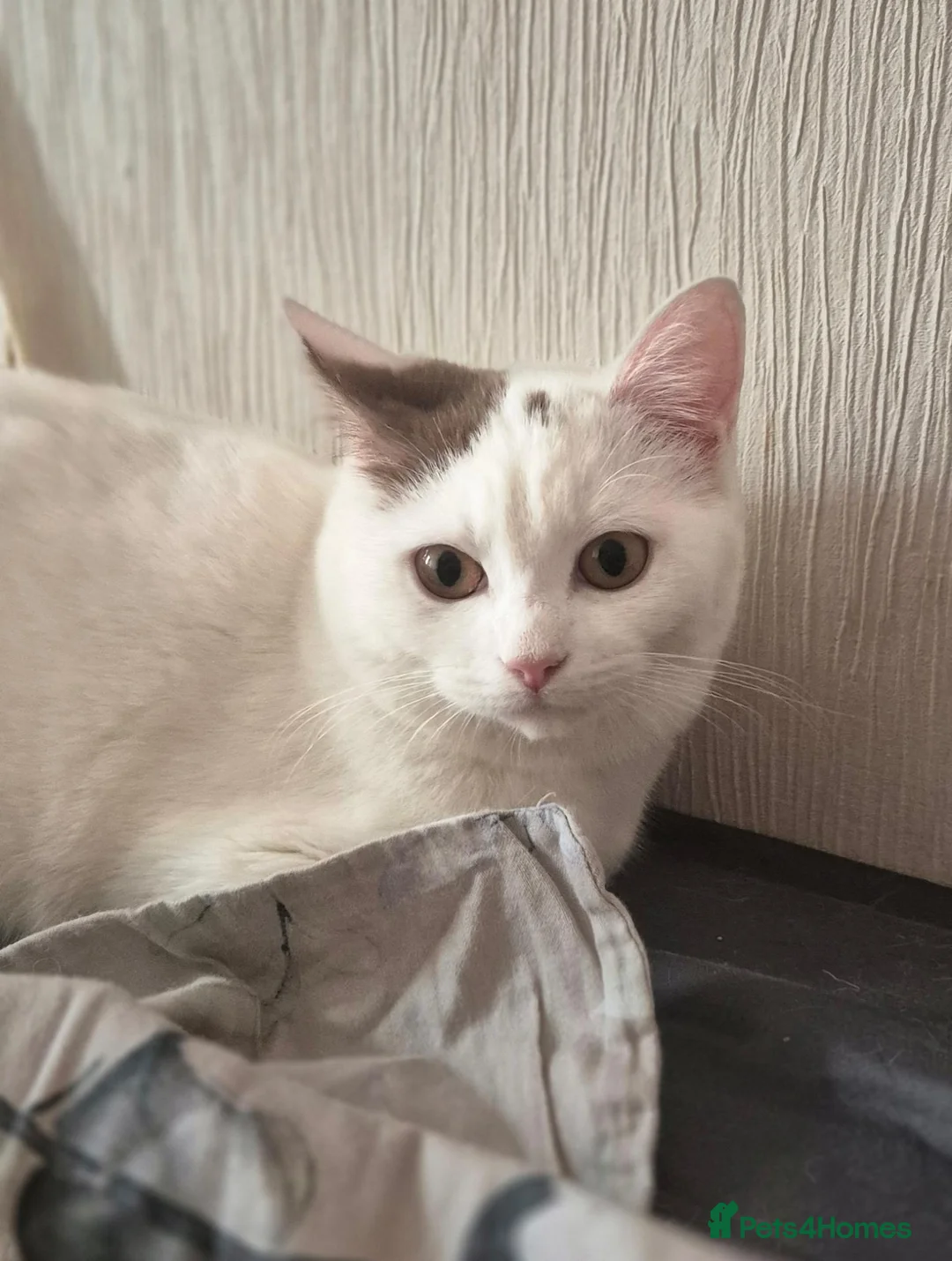 Munchkin cats for sale: Beautiful long legs Munchkin×BSH kittens  - Advert 2