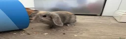 Mini Lop rabbits for sale: 13 baby bunnies -two litters ready mid-end of July - Advert 20
