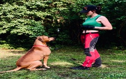 Rhodesian Ridgeback dogs for sale: Rhodesian Ridgeback  - Image 7