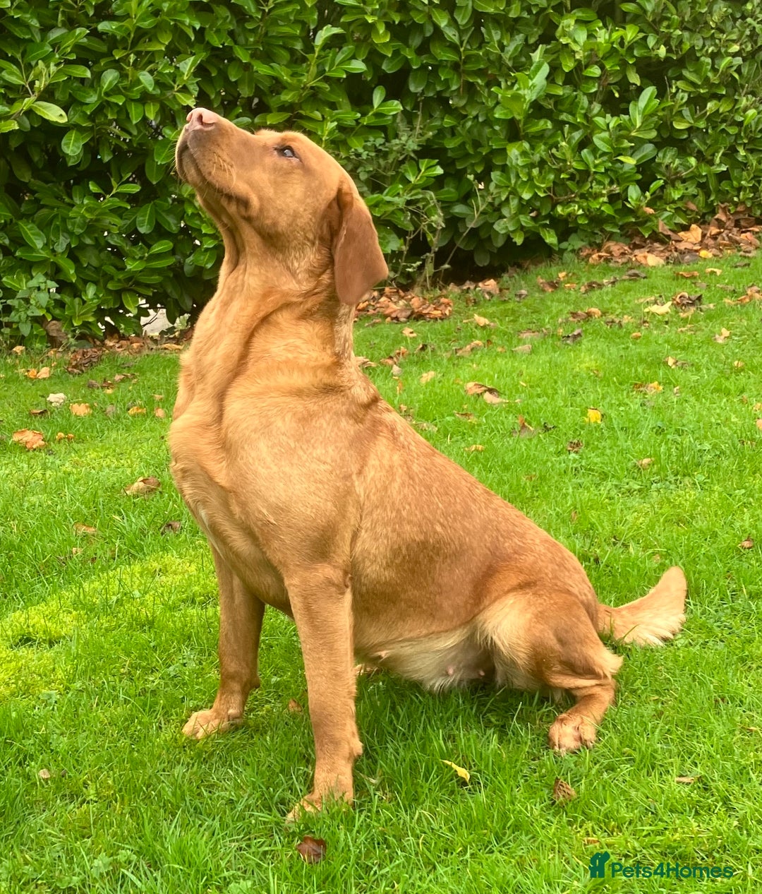 Labrador Retriever dogs for sale: FOX RED LABRADOR PUPPIES FOR SALE - Image 12