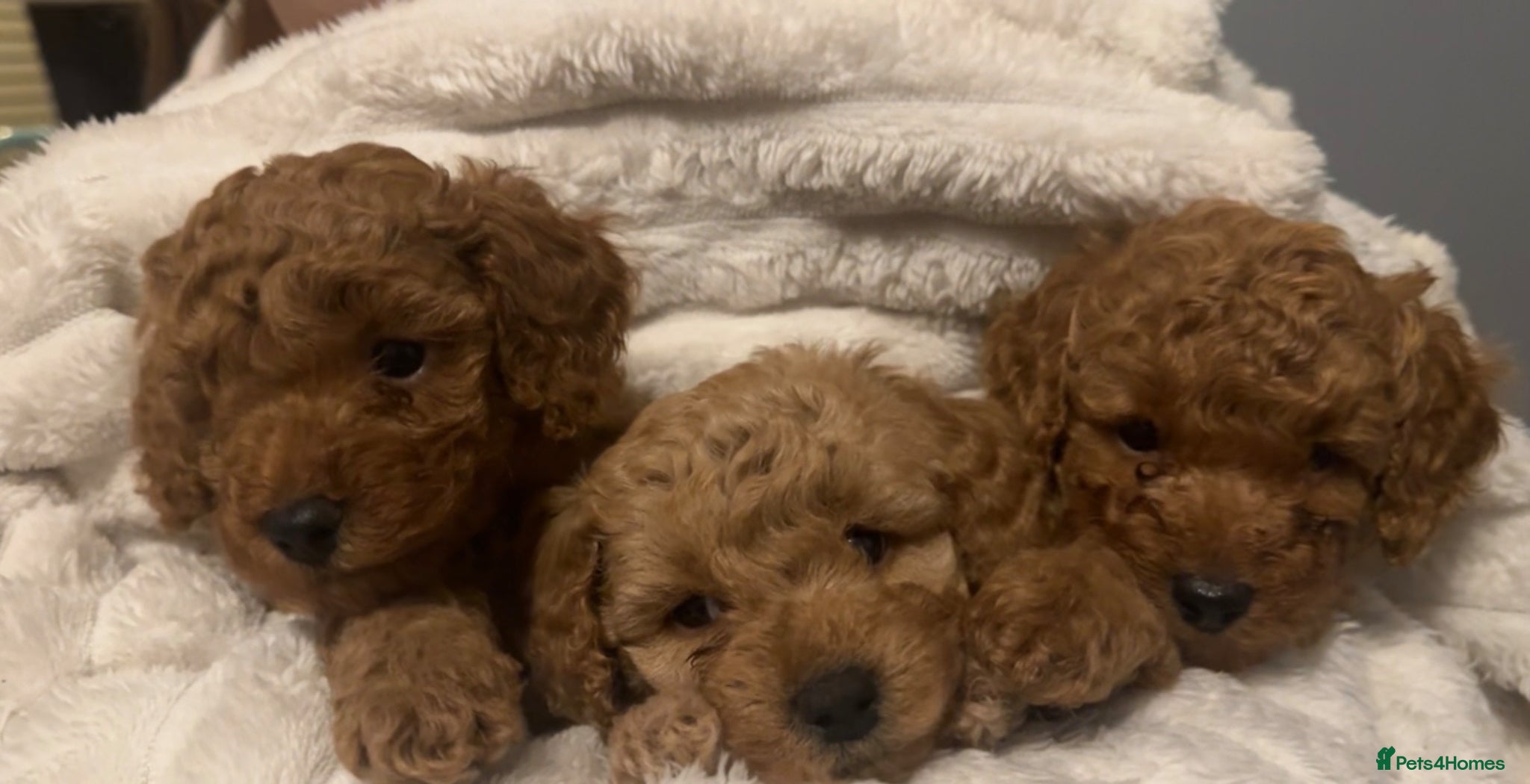 Cavapoo dogs 3 Beautiful Cavapoo Puppies for sale  - Advert 1