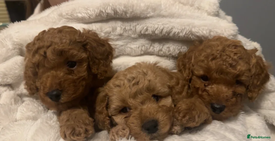 Cavapoo dogs for sale: 3 Beautiful Cavapoo Puppies for sale  - Advert 1