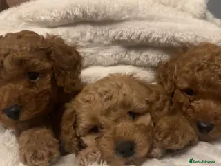 Cavapoo dogs 3 Beautiful Cavapoo Puppies for sale - Advert 1