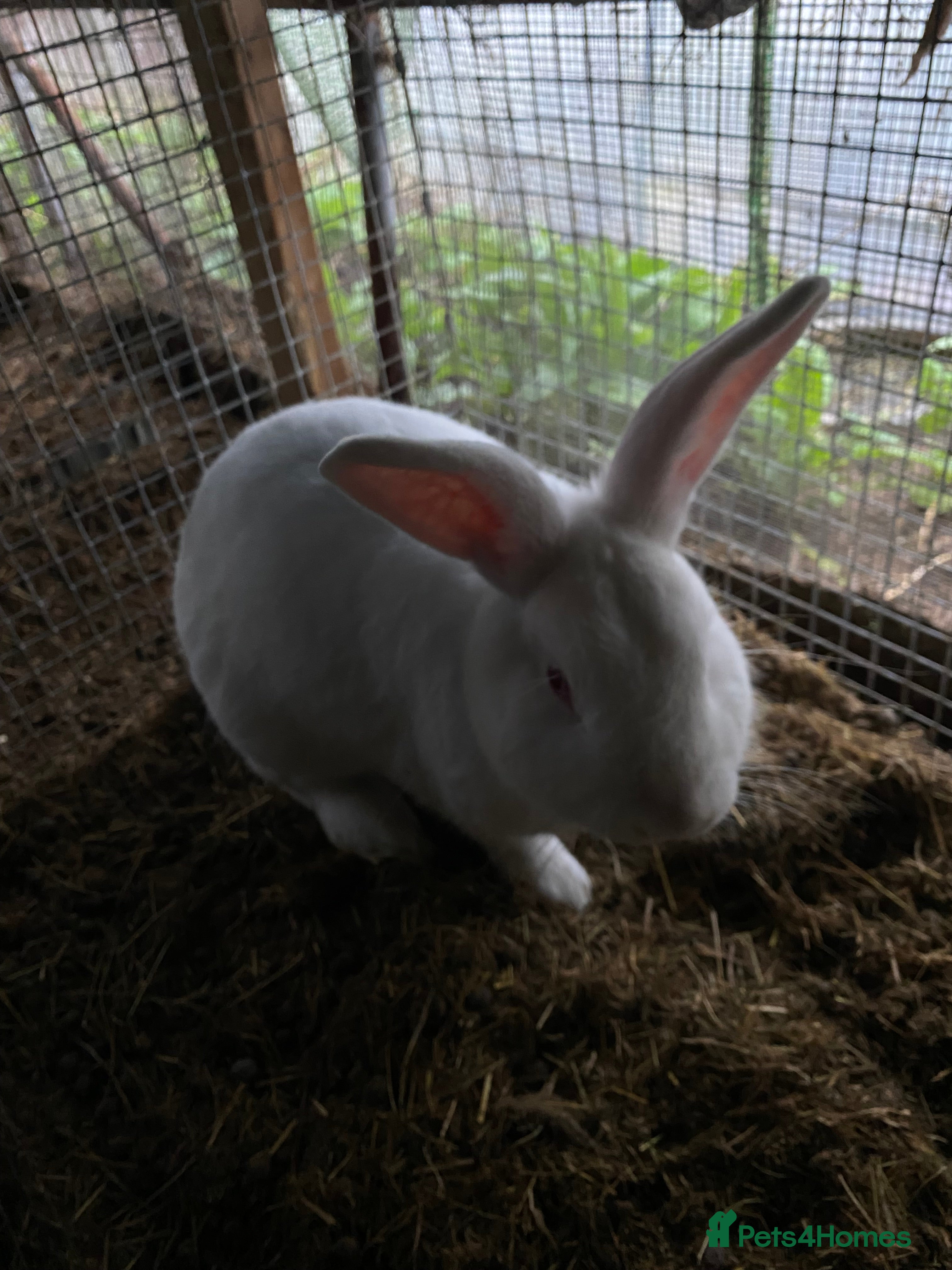 Mixed Breed rabbits New zeland, rex and mixed doves for sale! - Advert 1