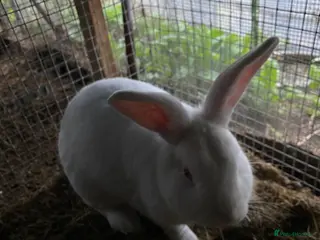 Mixed Breed rabbits New zeland, rex and mixed doves for sale! - Advert 1