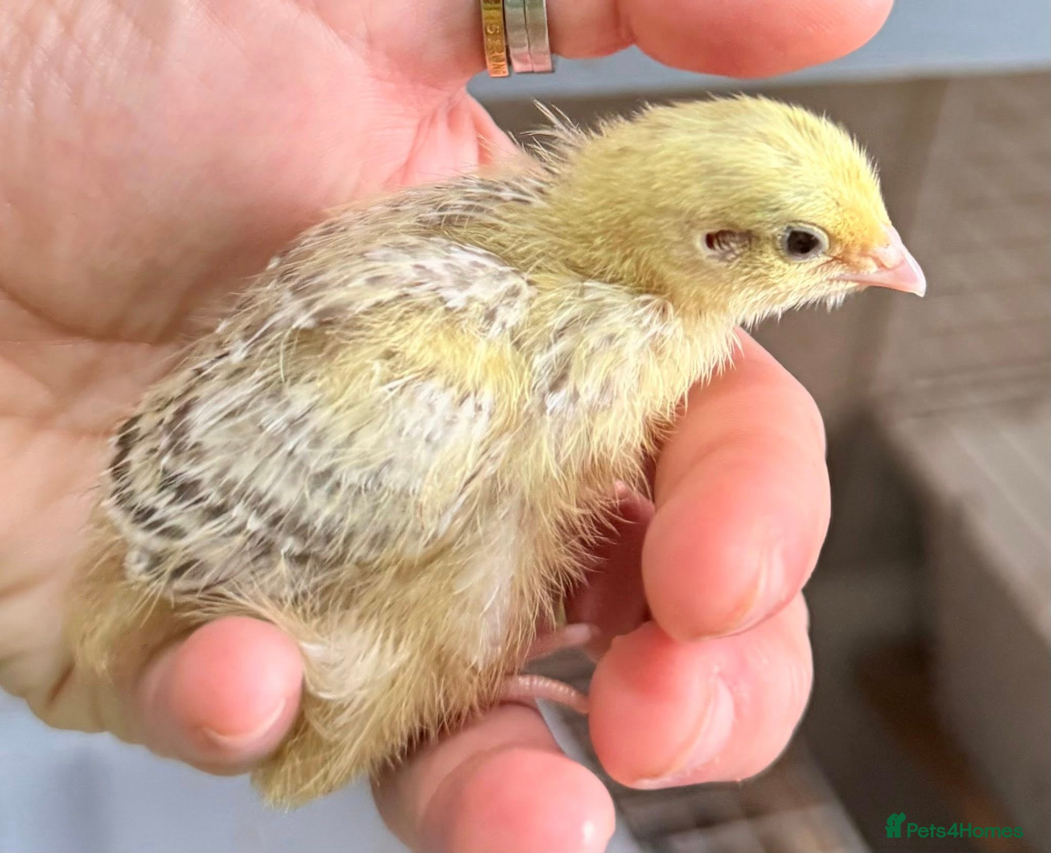 Quail poultry Coturnix Quail Chicks - Advert 1