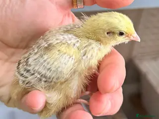 Quail poultry Coturnix Quail Chicks - Advert 1